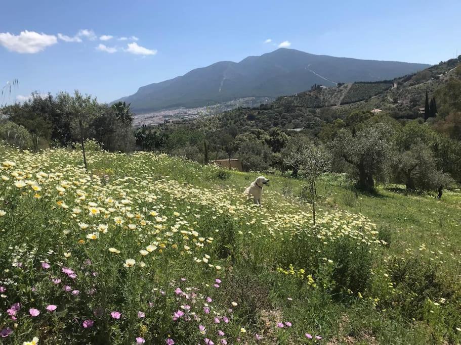 Penthouse Apartment, Cortijo Fruitful Hills Málaga Extérieur photo